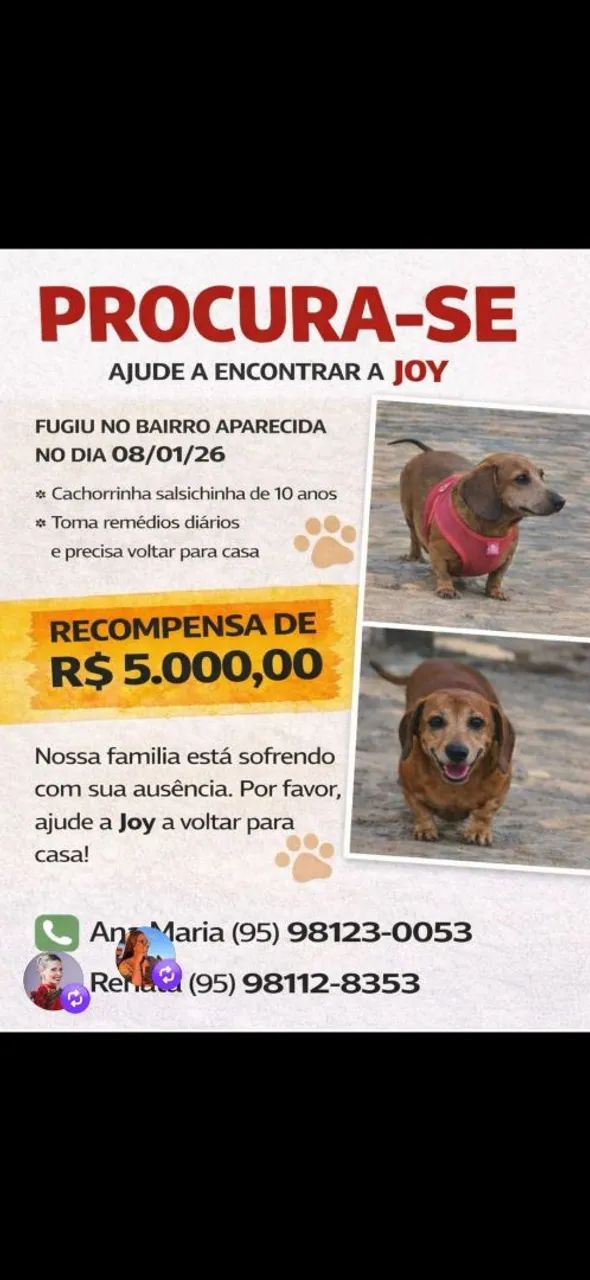 Cachorro desaparecido