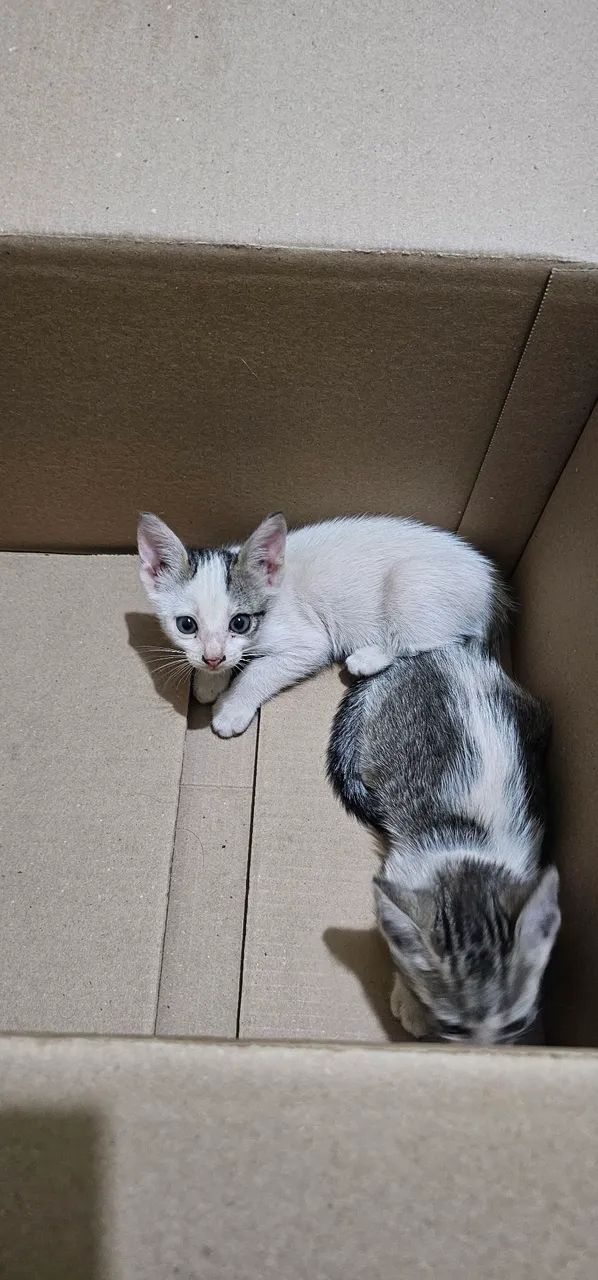 Gato - Foto 3