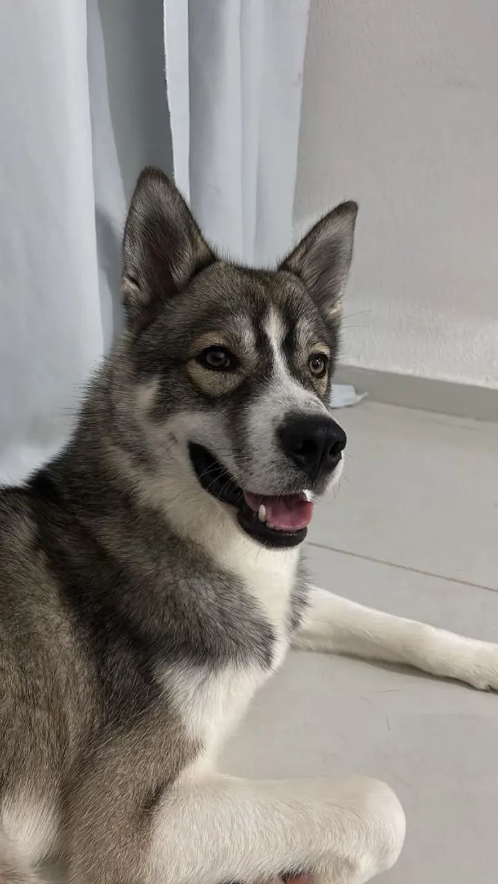 Husky siberiano macho 