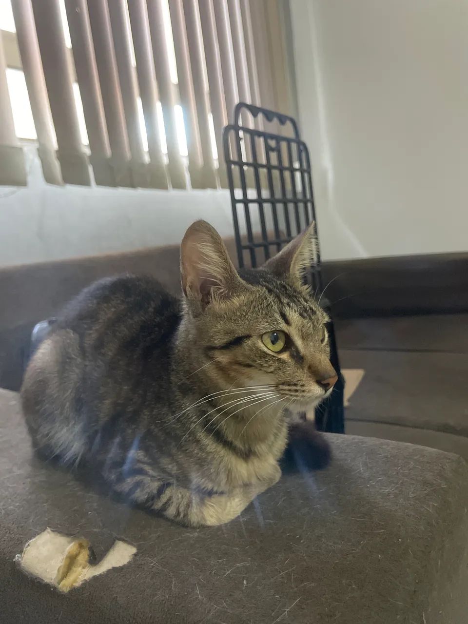 Gato para doação 