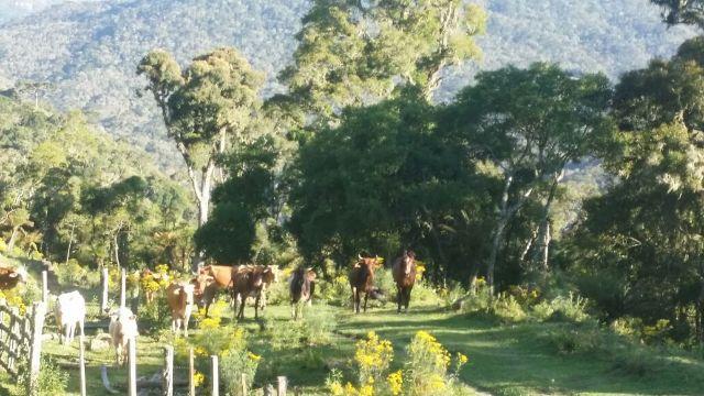 Urubici, sitio com varias cachoeiras/chácara em Urubici / fazenda em Urubici - Foto 3