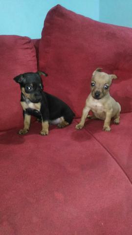 Filhotes de pinscher