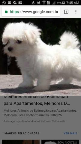 Filhotes