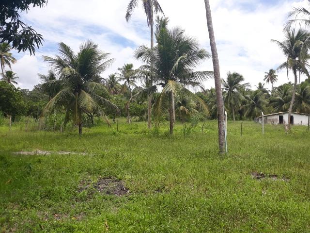 Oportunidade de Chácara, com 5,2 ha, há margem da RN 316, em Monte Alegre/RN - Foto 4