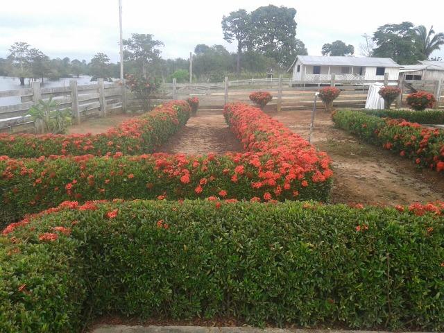 Fazenda em Autazes 750.000 - Foto 7