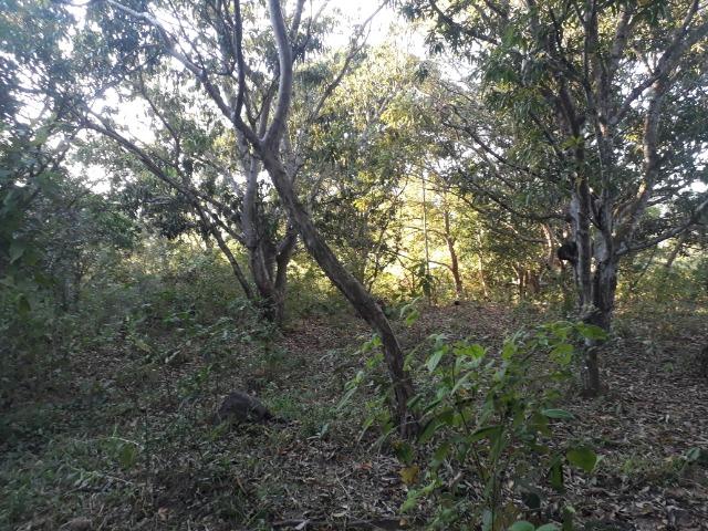 Fazenda 866 Hectares apos 35 km da Agrovila das Palmeiras - Foto 9