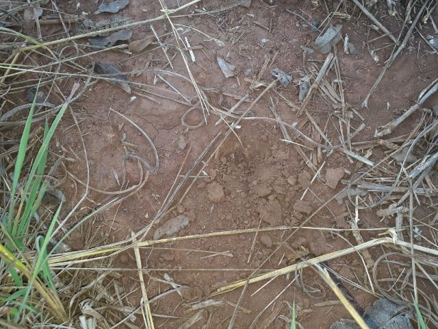Chácara com 38.2 Hect em Acorizal - Foto 15