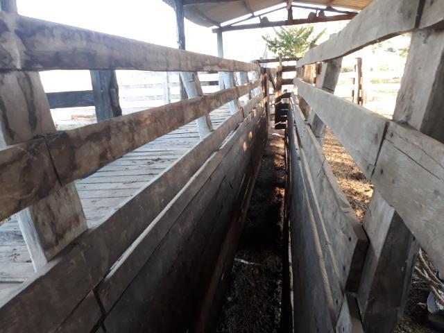 Fazenda 866 Hectares apos 35 km da Agrovila das Palmeiras - Foto 3