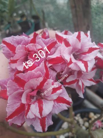 Rosa do deserto