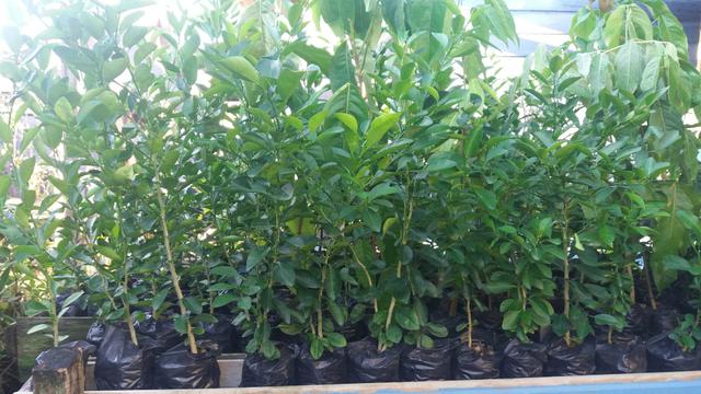 Mudas de plantas - Foto 2