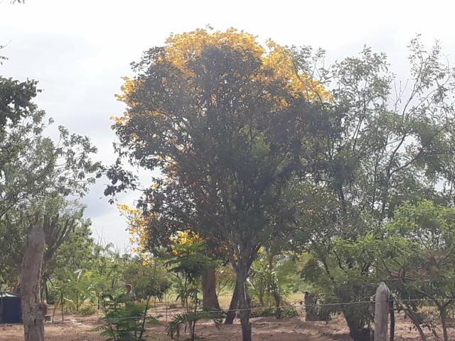 Lindo perfeito sitio em jacobina bahia pronto pra morar proximo a faculdade de Medicina - Foto 13