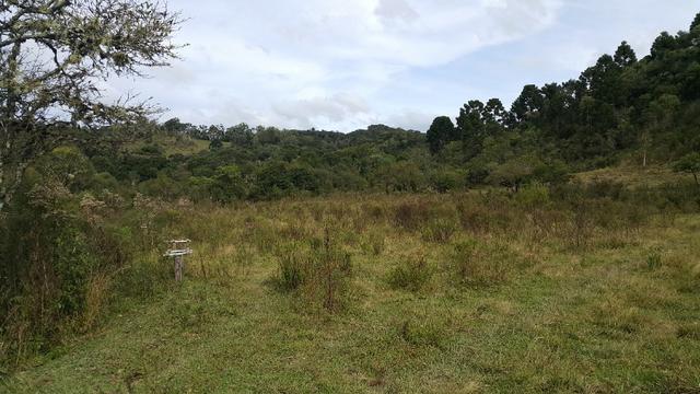 Terreno de 30.000m2 para chácara em Campo Alegre - Foto 4
