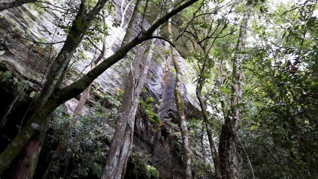 Alfredo Wagner , Serra Catarinense 8,0 hectares - Foto 13