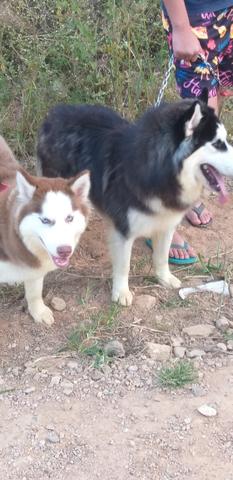 Huskyes - Foto 4