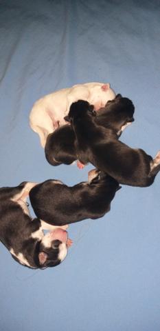 Huskyes - Foto 3