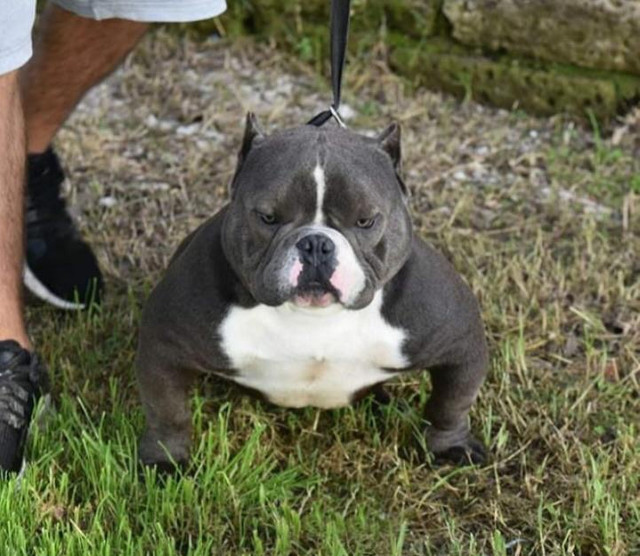 Última filhote American Bully Tri Blue Ghost Disponível (Valor Promocional)