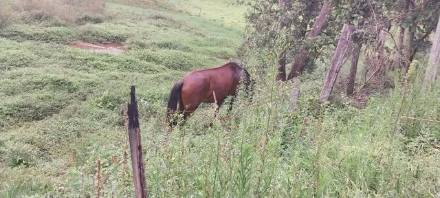 Cavalo de cela - Animais para agropecuária - Borda da Mata 1256806947