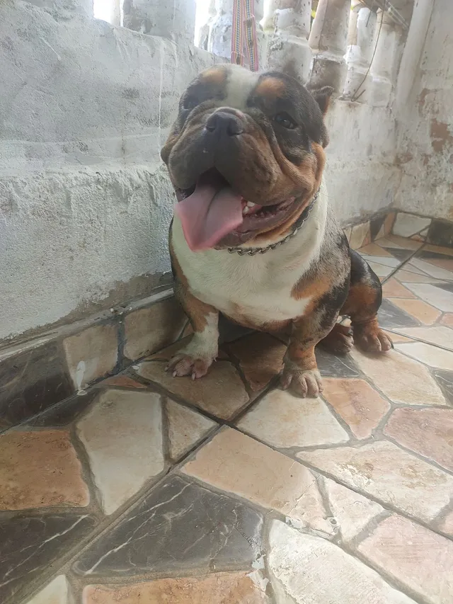 Bulldog ingles preto  +24 anúncios na OLX Brasil