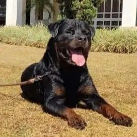 Filhote de Rottweiler - Foto 4