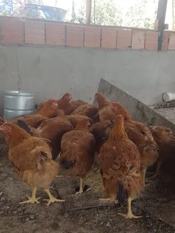 Galinha poedeira é pra corte - Foto 3