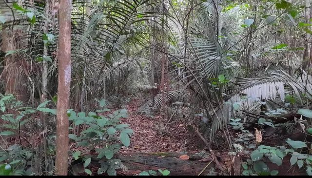 10 x 200 troco ou vendo terreno em Belterra na estrada de Pindobal  - Foto 3