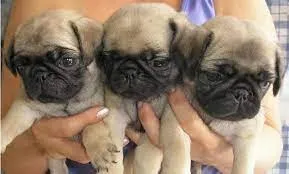 Pug Filhotes com vacina importada