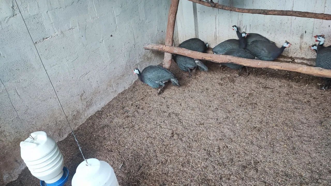 Galinhas d'angola  - Foto 2