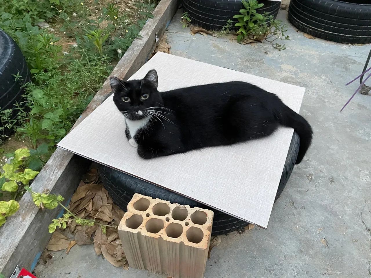 Doação gatinha black/write - Foto 2