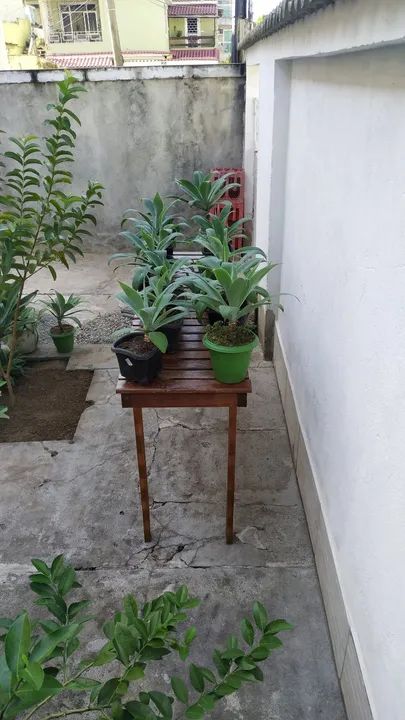 Agave do dragão  - Foto 2