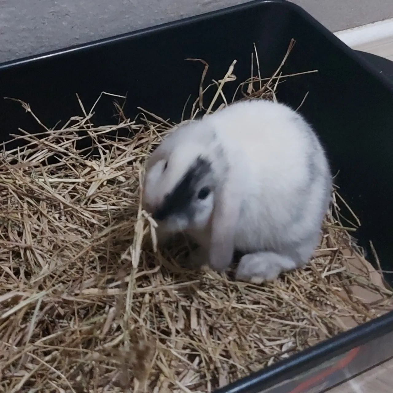 Filhotes de coelho  - Foto 6