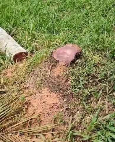 Poda de árvores  profissional ? - Foto 4