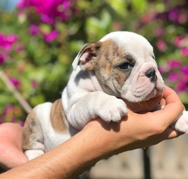 English best sale bulldog olx