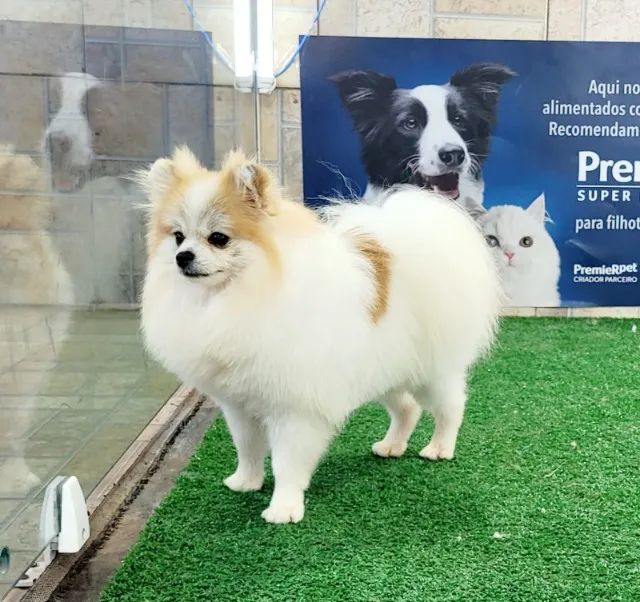 Sptiz alemão macho - pedigree CBKC - poarcelp em até 10x - Foto 5