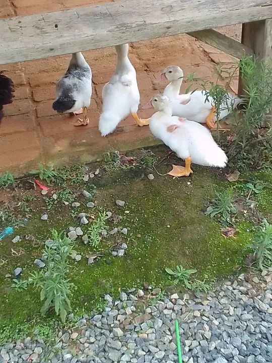  Filhotes de Patos brancos à venda. - Foto 2