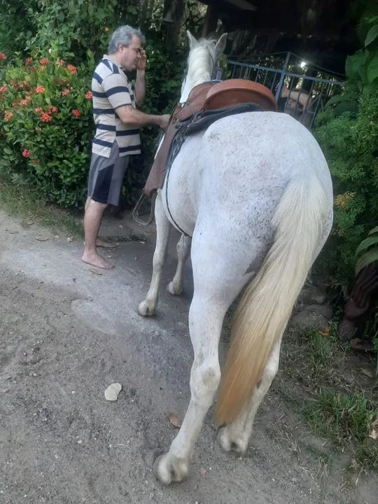 Cavalo bom de montar - Foto 4