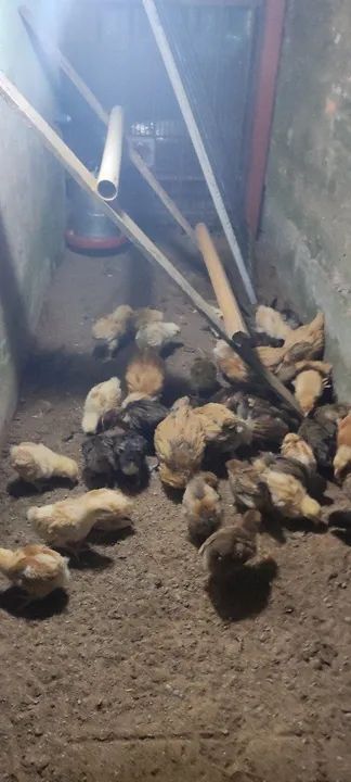 Franguinhas(os) orpington amarelo e dourado - Foto 3