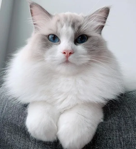 Ragdoll Lindos Filhotes á venda 