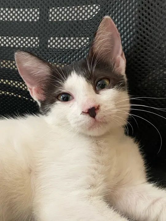 Gatinho para adoção  - Foto 3