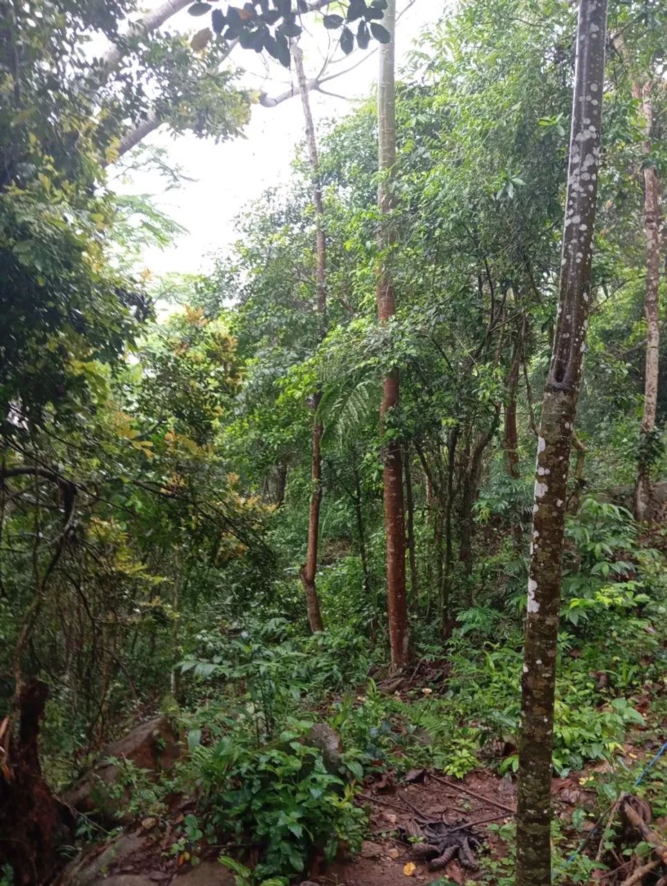 Lindo terreno em Garopaba com vista com escritura  - Foto 3