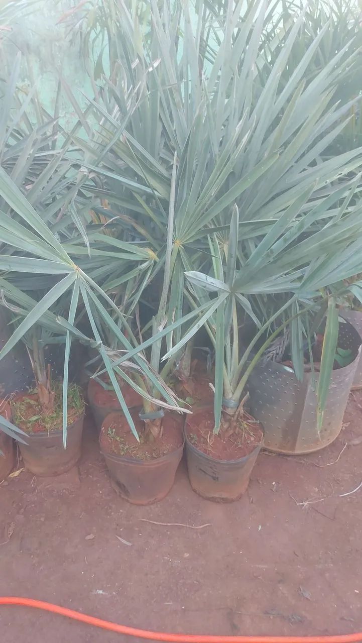 Palmeira carpentaria e bismack ,para Jardim - Mudas