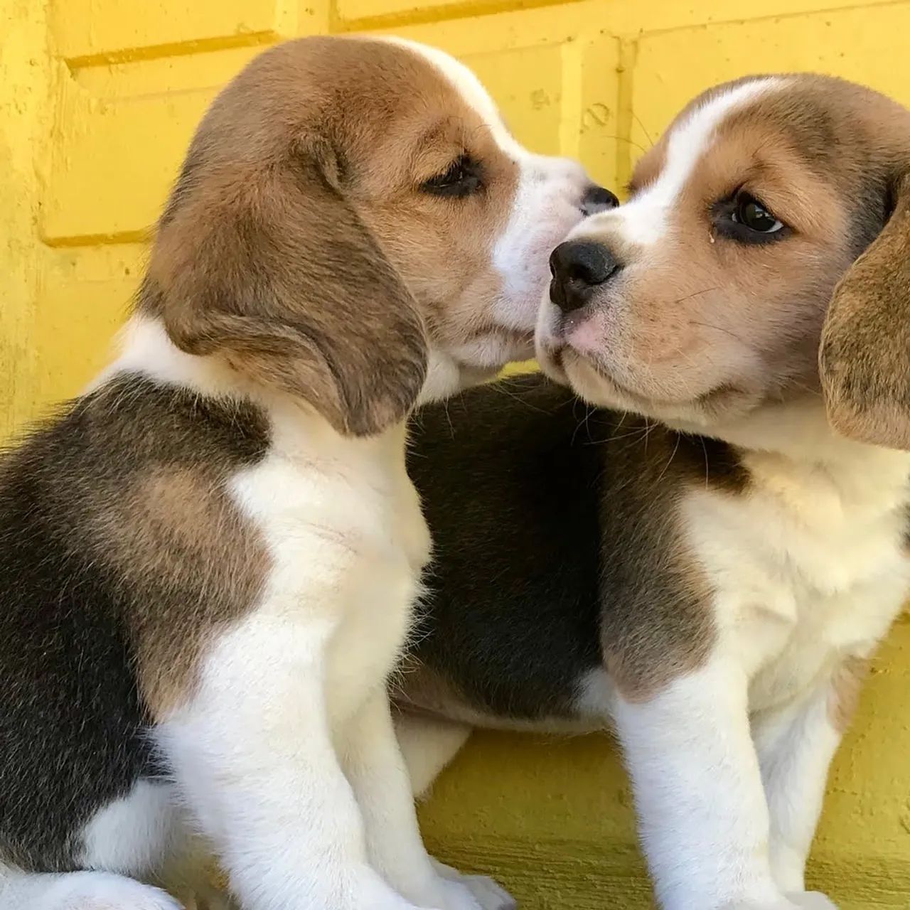 Beagle tricolor pronta entrega  - Foto 3