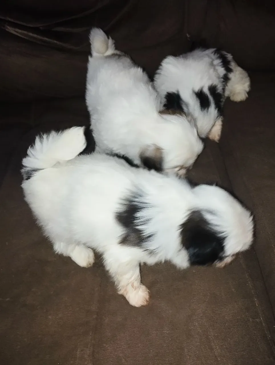Filhotes Shih Tzu - Pelúcia em 4 patas!