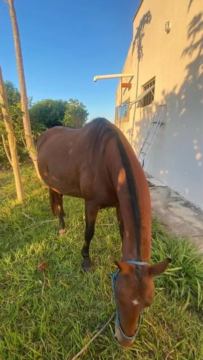 Égua Mangalarga Marcha - Picada