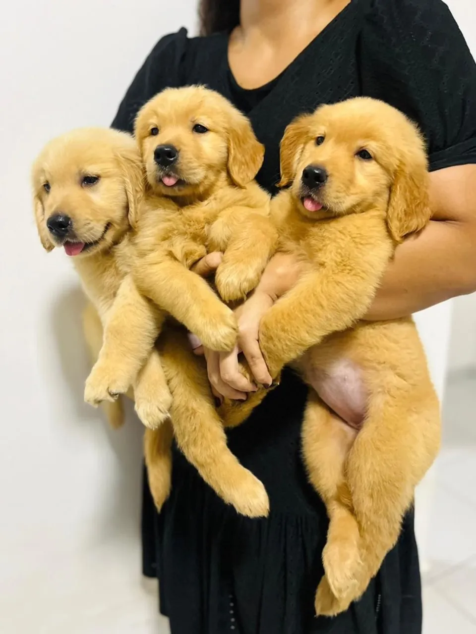 Filhotes Golden Retriever - Lindos e Cheios de Amor!