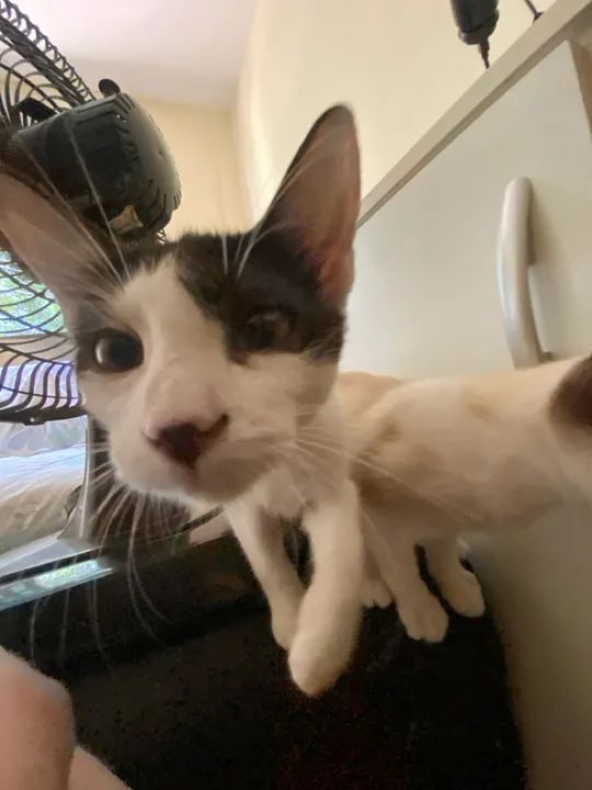 Gatinho para adoção  - Foto 2