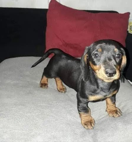Filhote Dachshund arlequim  - Foto 3