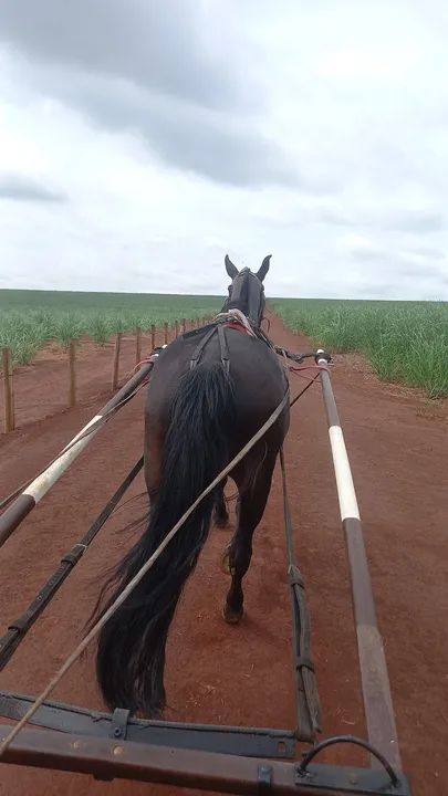 Egua top de charrete  - Foto 2