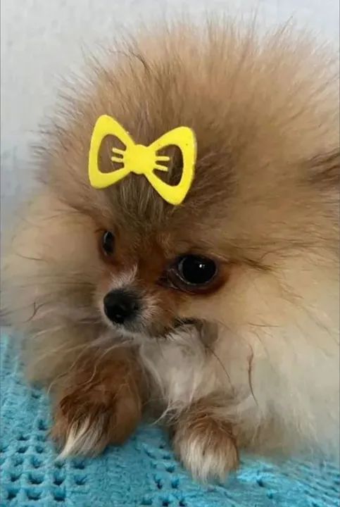 SPITZ ALEMÃO FÊMEAS ANÃZINHA EXÓTICA LINHAGEM NOBRE MENOR DE TODAS QUE EXISTE  - Foto 2