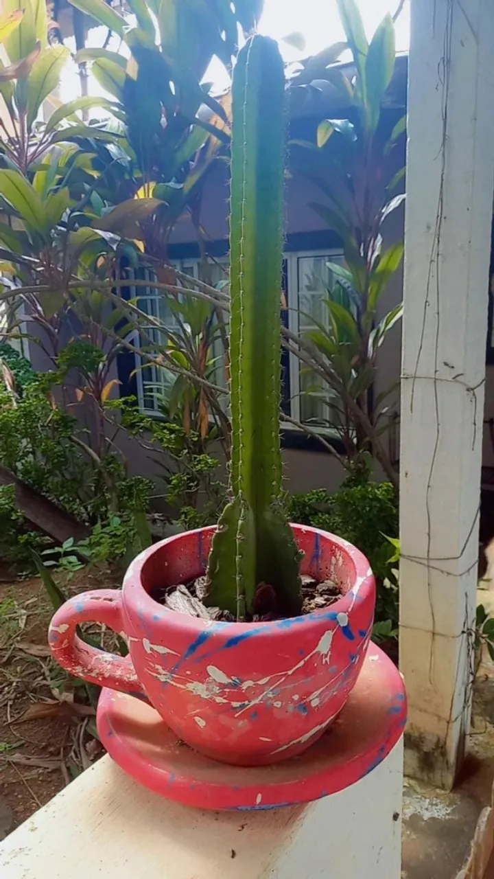 Vaso e planta