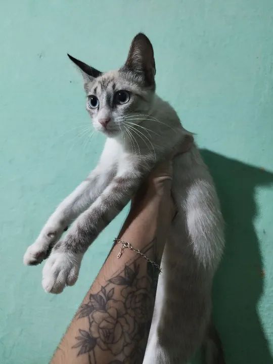 Adoção Responsável 